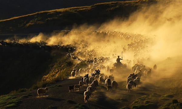 Fotoğraf için hayvanlara tozlu eziyet