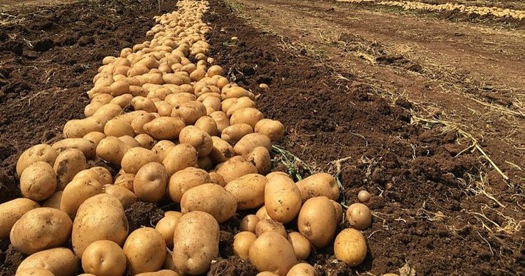 Mayıs ayının zam şampiyonu PATATES
