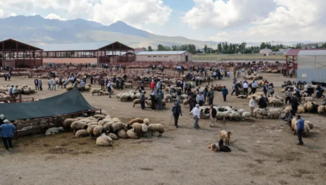 Van'da kurbanlık hayvanlar elde kaldı
