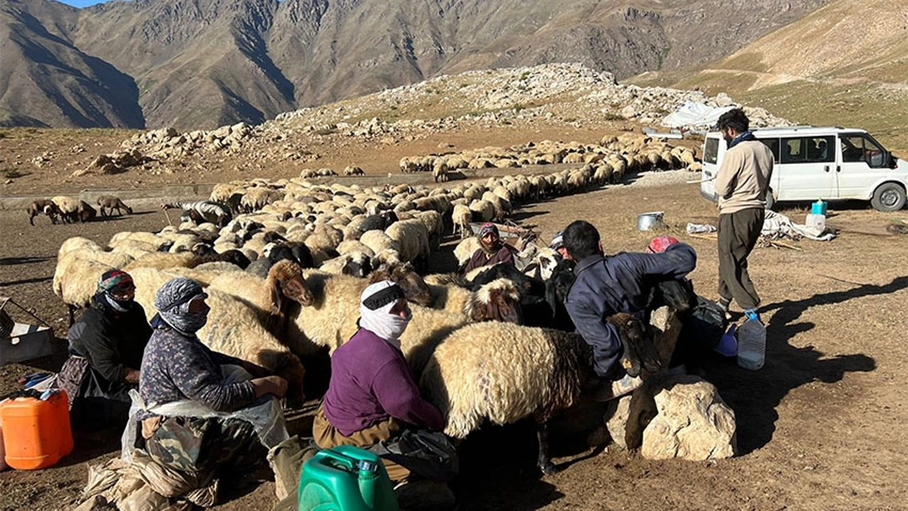Kavurucu sıcaklara aldırmayan Berivanlar