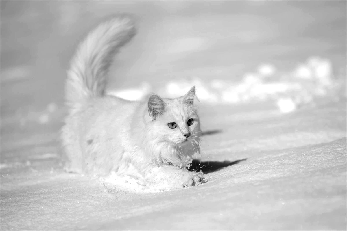 VAN KEDİLERİ KARIN KEYFİNİ ÇIKARIYOR