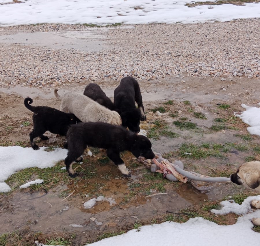 YAVRU KÖPEKLERİN ET KAPMA  SAVAŞI 